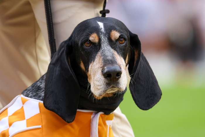 Nov 12, 2022; Knoxville, Tennessee, USA; Tennessee Volunteers mascot Smokey X during the first half of the game against the Missouri Tigers at Neyland Stadium.